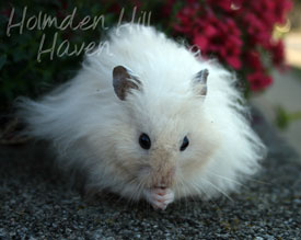 Powderpuff- Extreme Dilute Black Eyed Cream Black Longhaired